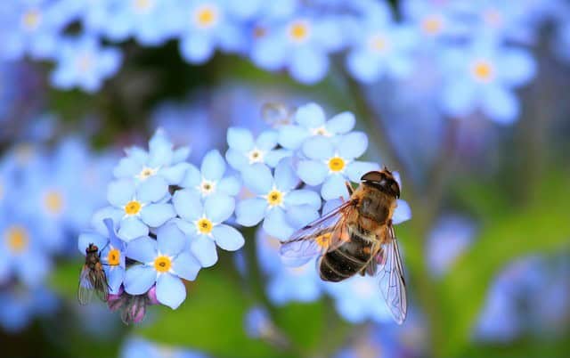 Forget Me Nots