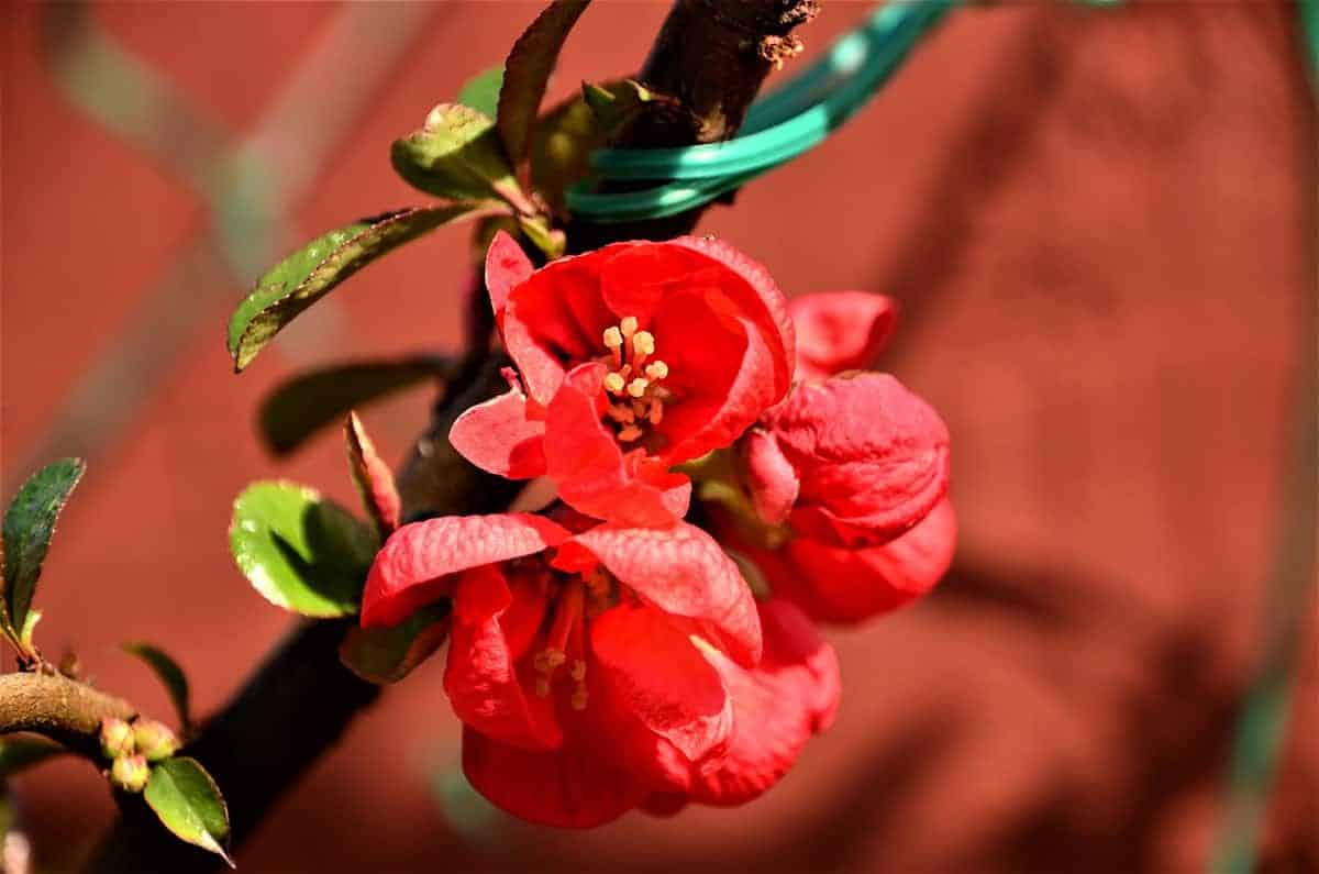 Japanese Quince