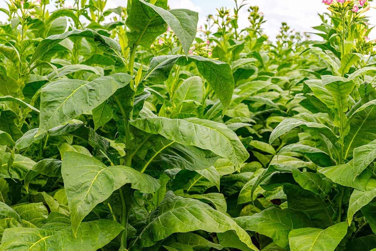 Tobacco (Nicotiana tabacum)