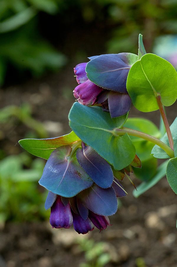 Honeywort