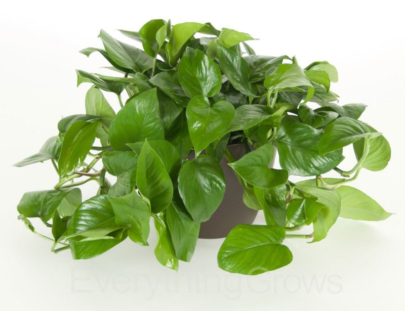 Pothos