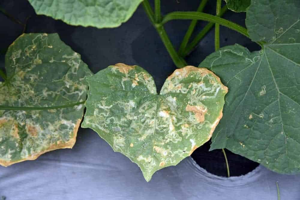 Leaf Miners