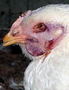 Avian Influenza