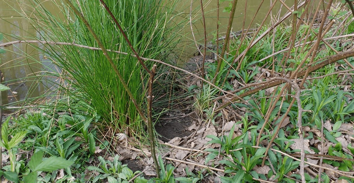 Ducks Nest in Multiple Locations