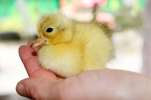 Helping with Hatches