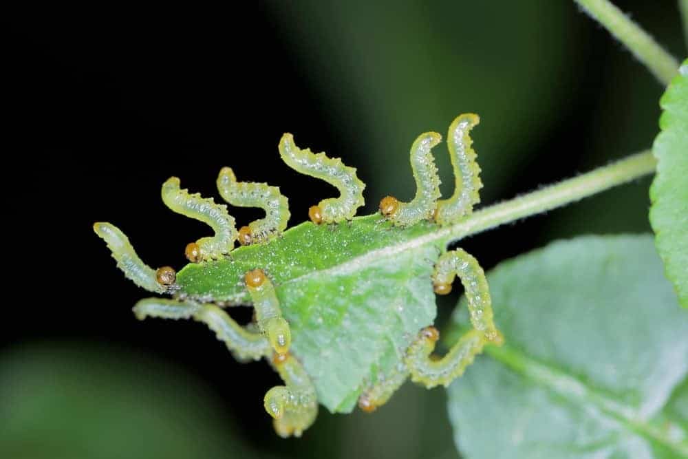 How to Get Rid of Apple Sawflies