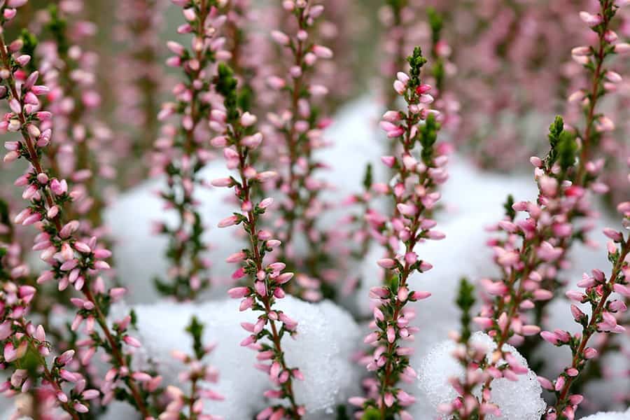 Winter Heath