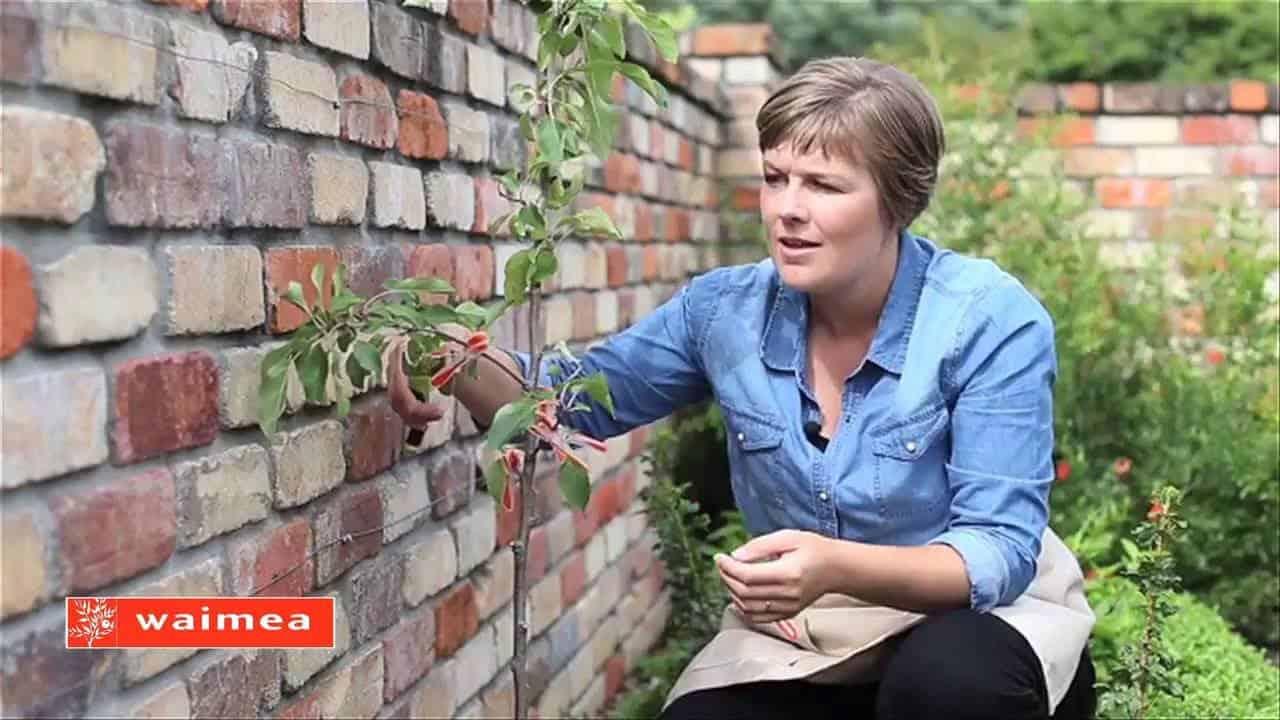 How to Prune