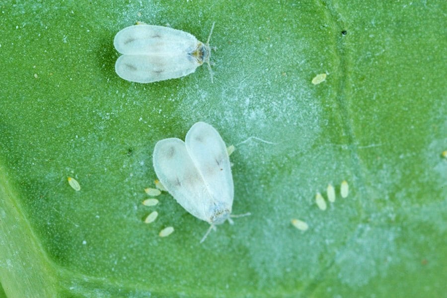 Whiteflies