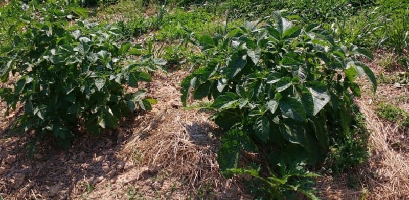 Understanding How Potatoes Grow