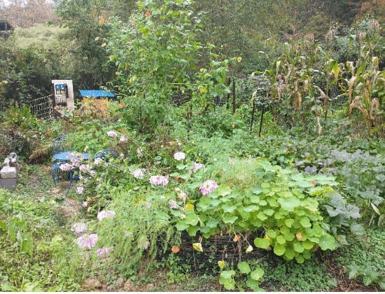 An Example of a Duck Friendly Garden