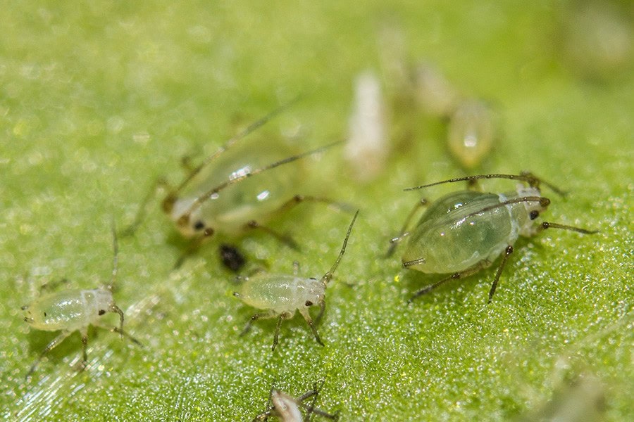 Cabbage Aphids