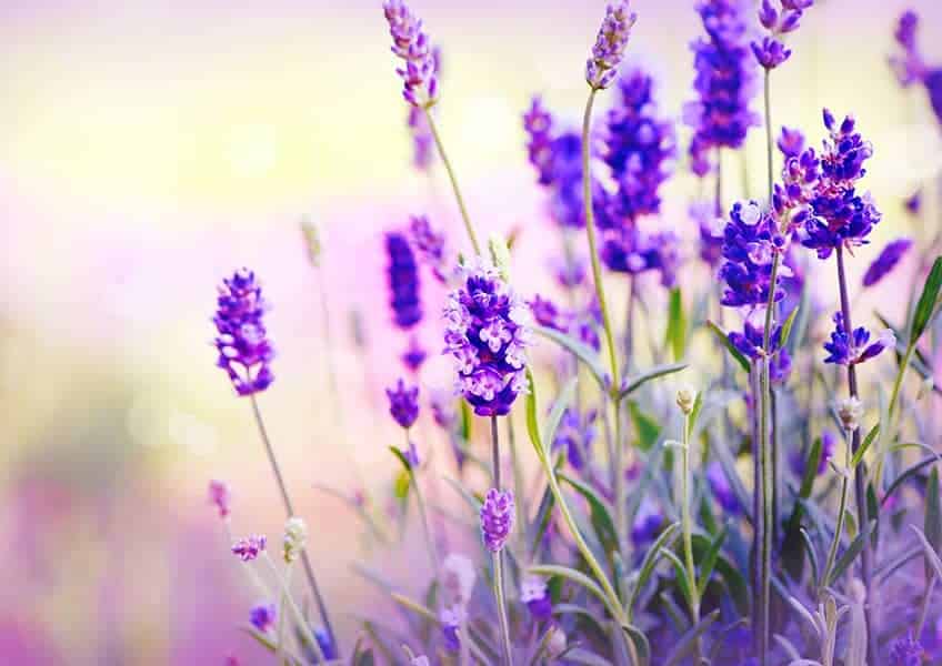 Lavender (Lavandula angustifolia, formerly L. officinalis)