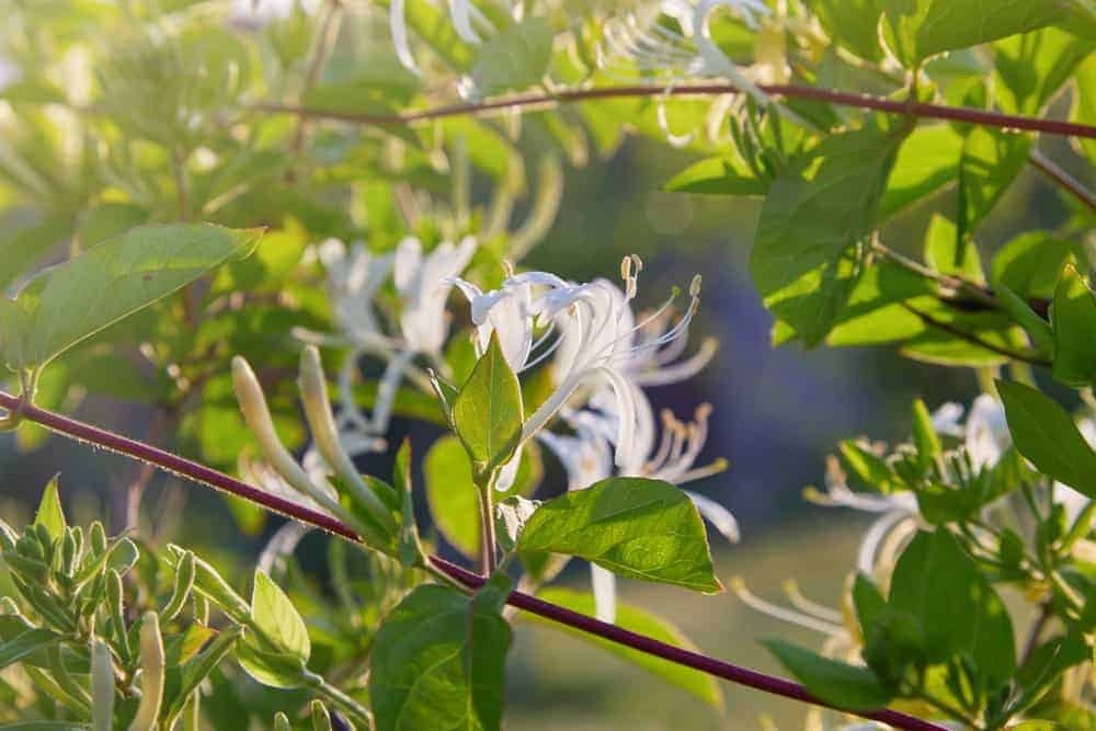 Honeysuckle