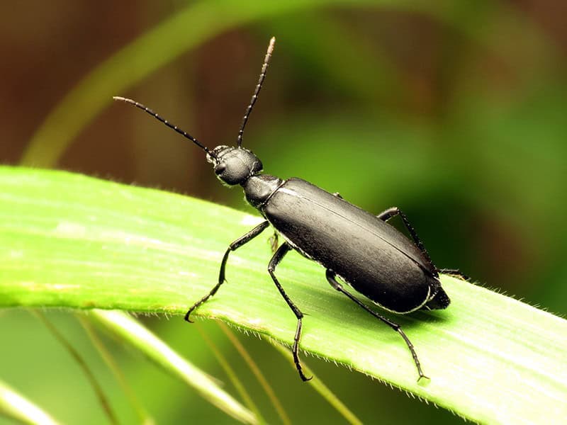 Blister Beetles