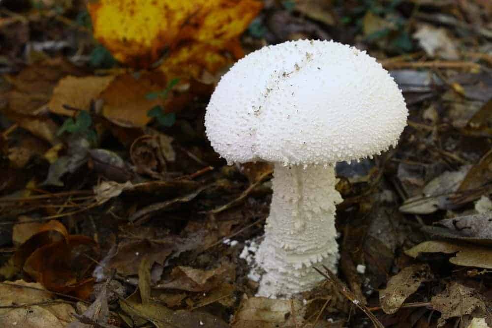 Destroying Angel