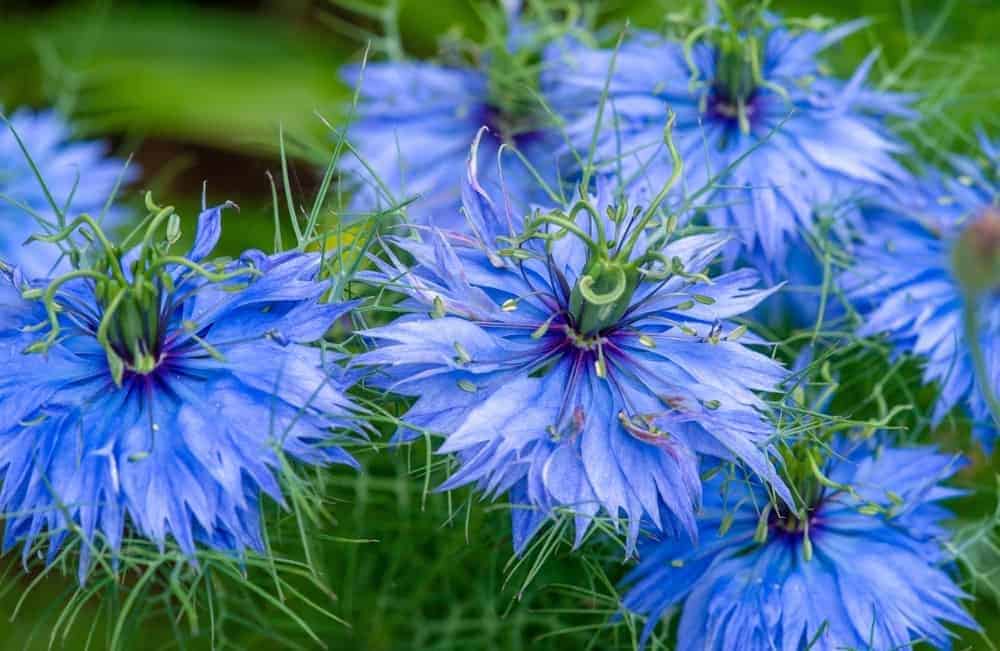 Love in a Mist