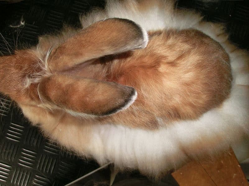 Grooming Fiber Rabbits