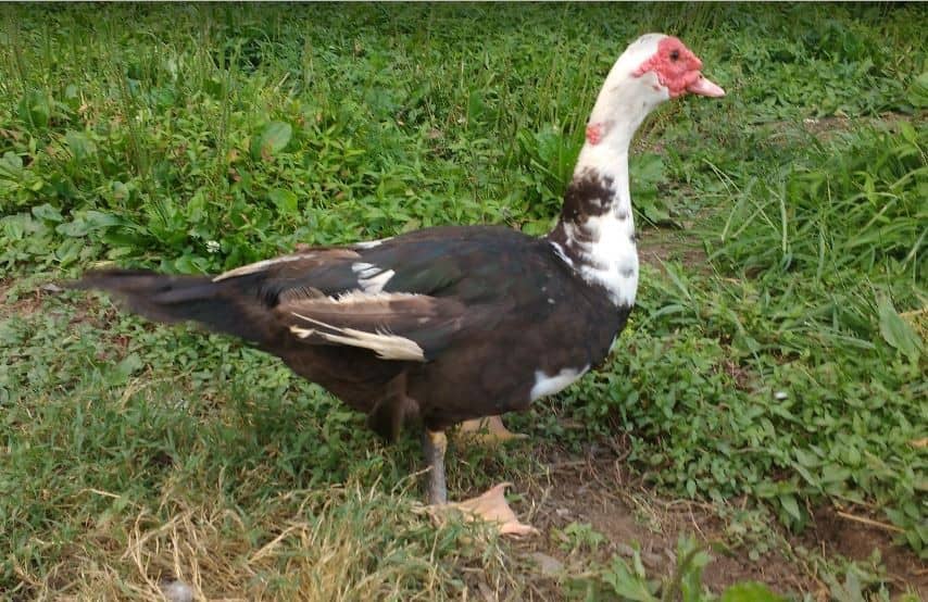 Molting Patterns for Muscovy Ducks