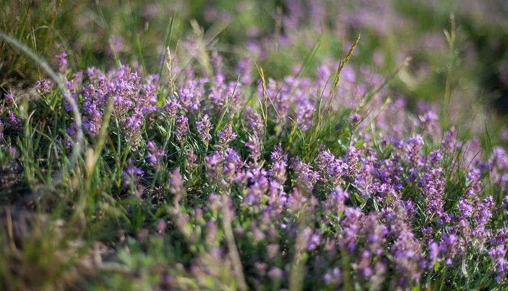 Thyme