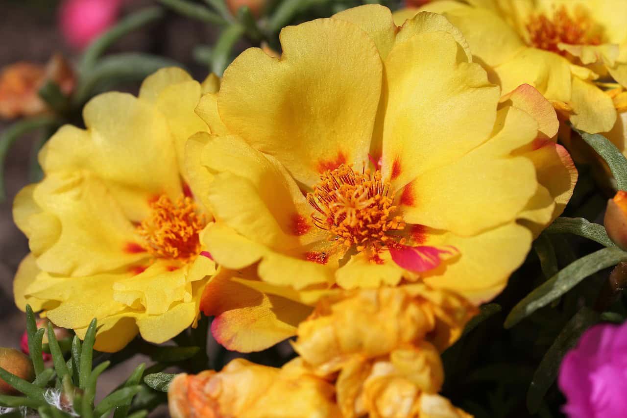 Portulaca