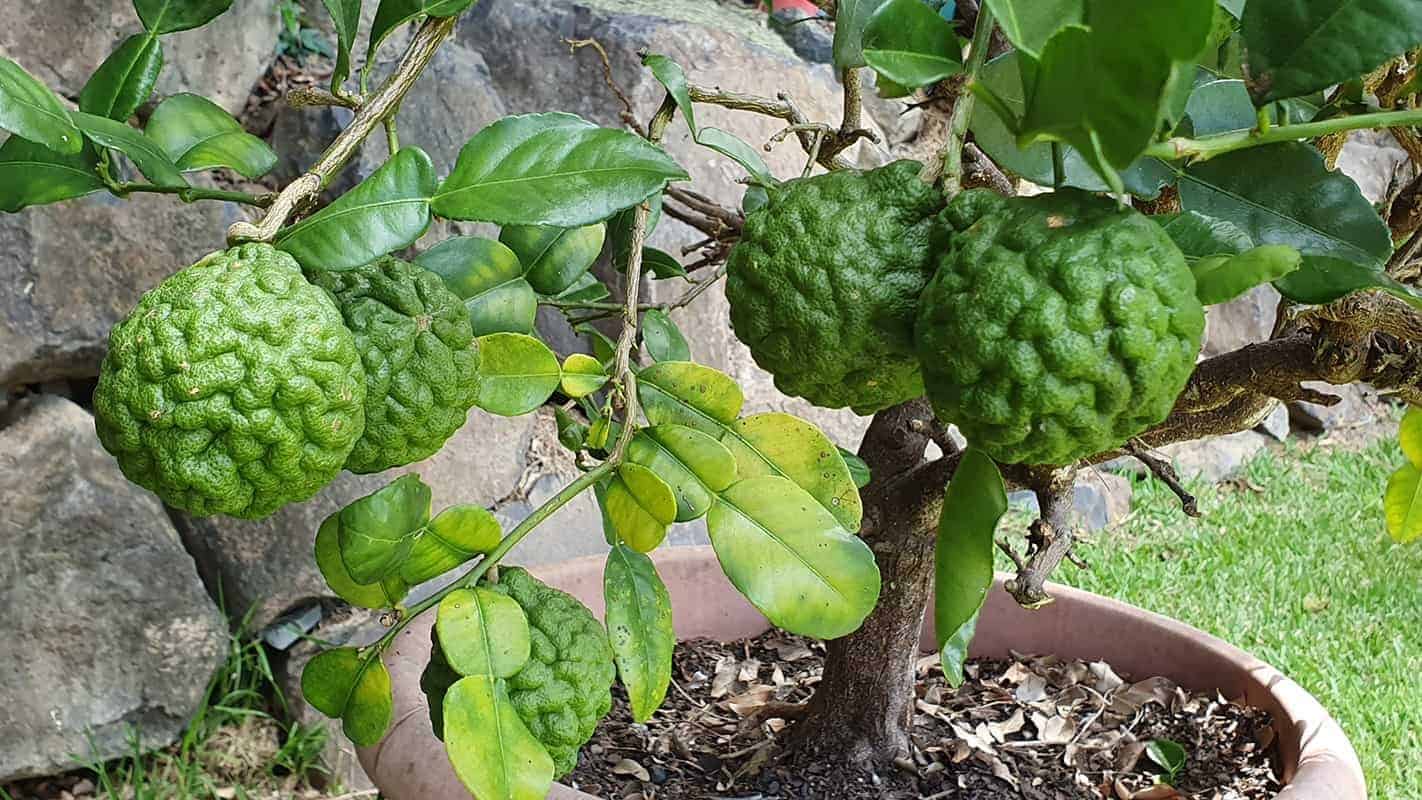 Growing Lime Trees in Containers