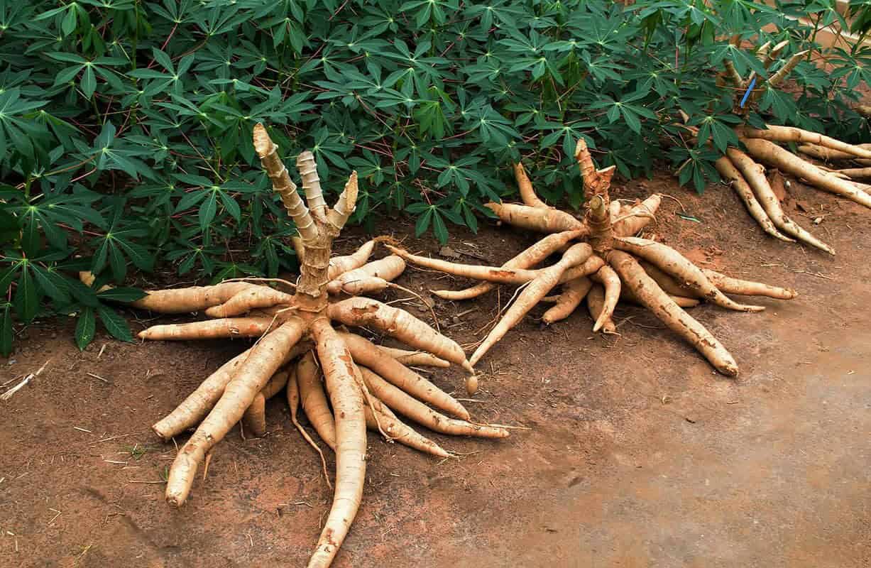 Cassava