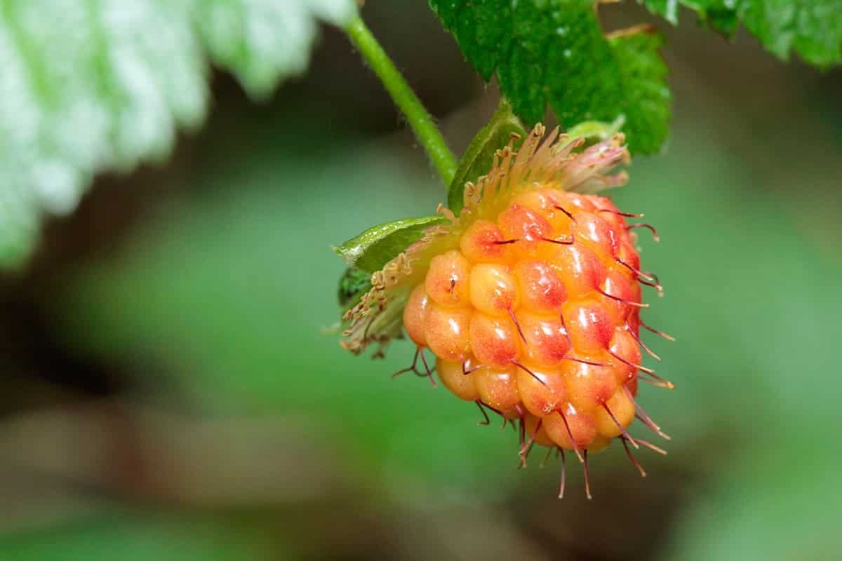 Salmonberry – Rubus spectabilis