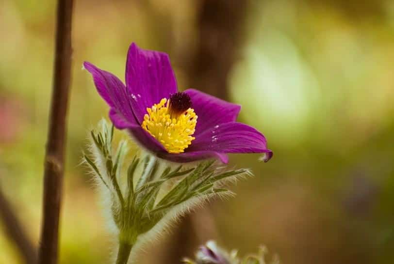 Pasqueflowers (Pulsatilla vulgaris): Zones 4-8