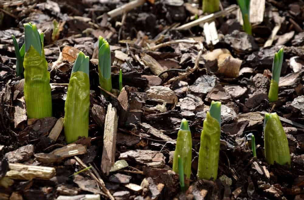 Planting Bulbs