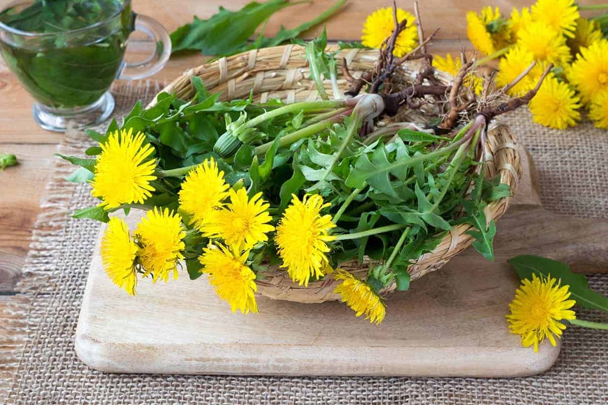 Dandelions (Taraxacum spp.)