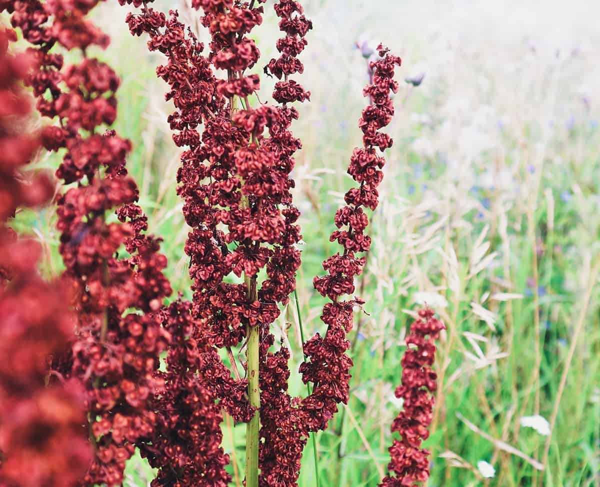 Curly Dock (Rumex crispus)