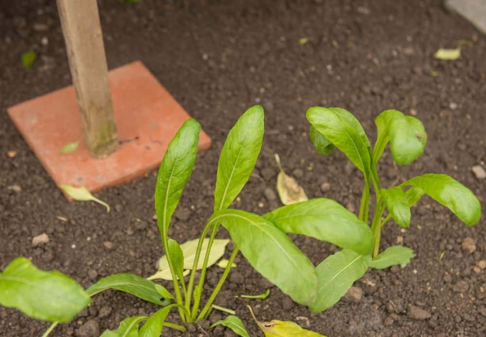 Outdoor Planting