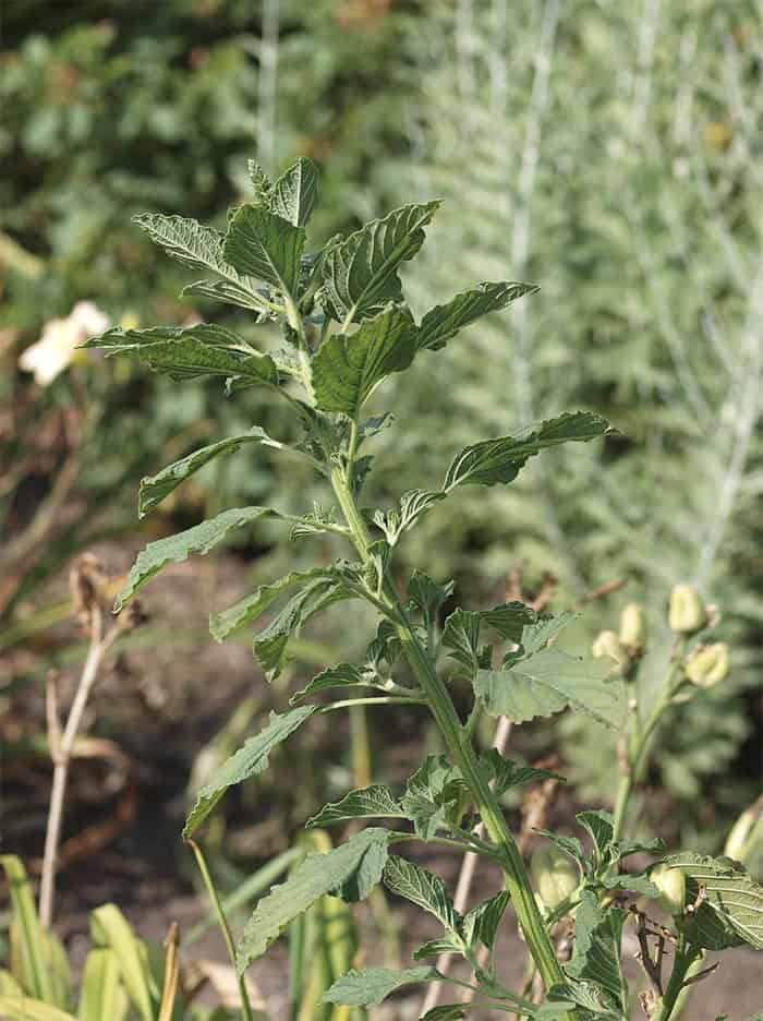 Caring For Your Amaranth