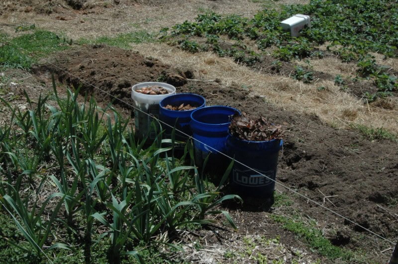 Trench Composting