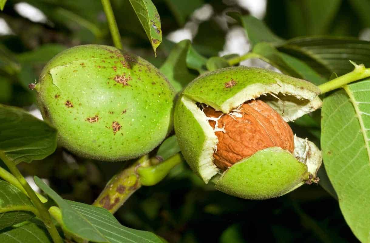 Hazelnuts and Walnuts