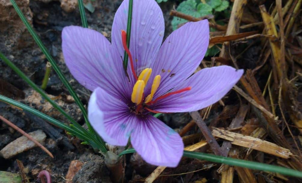 Saffron Plant Info