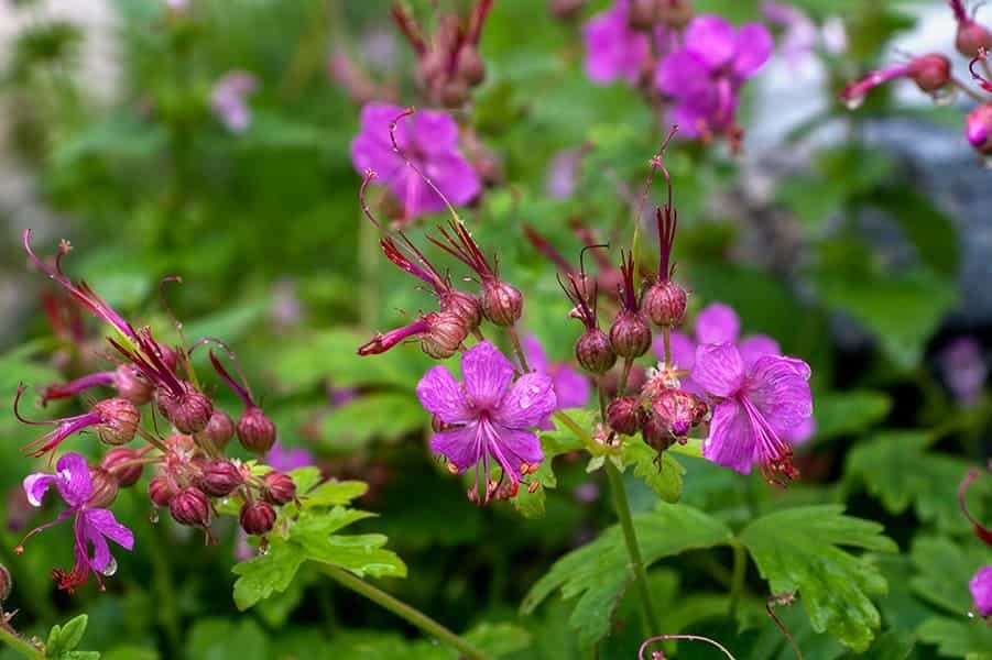 Geraniums