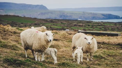 What to Feed Pregnant Ewes