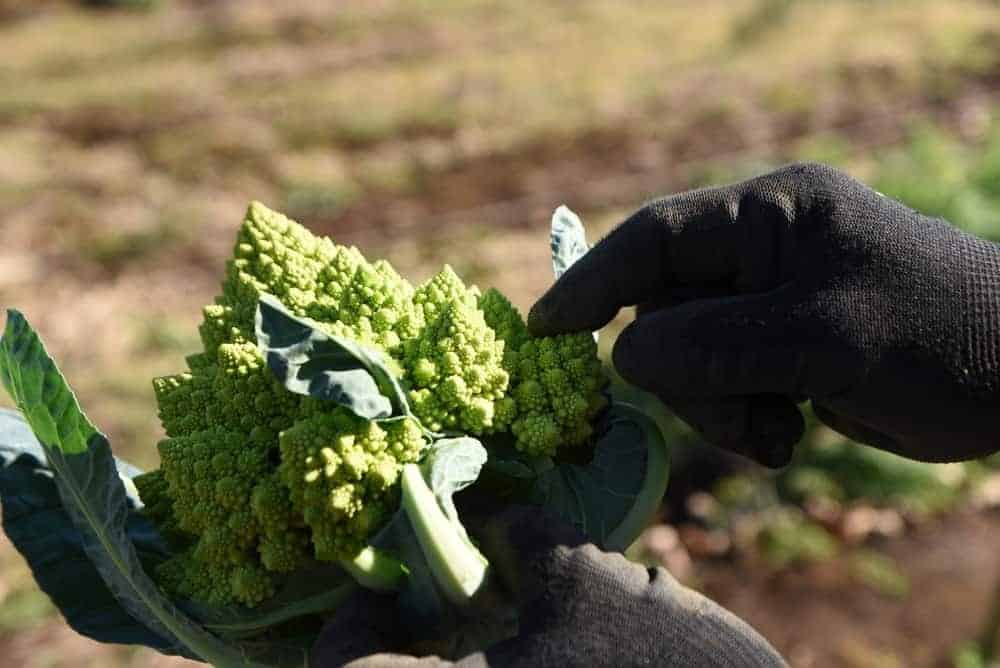 How to Plant Romanesco