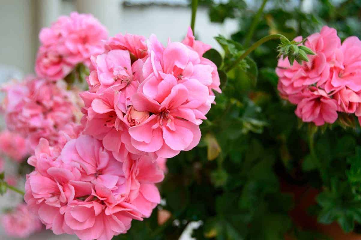 Geraniums