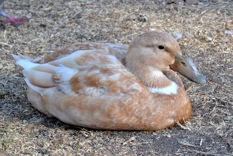 Buff or Orpington Duck