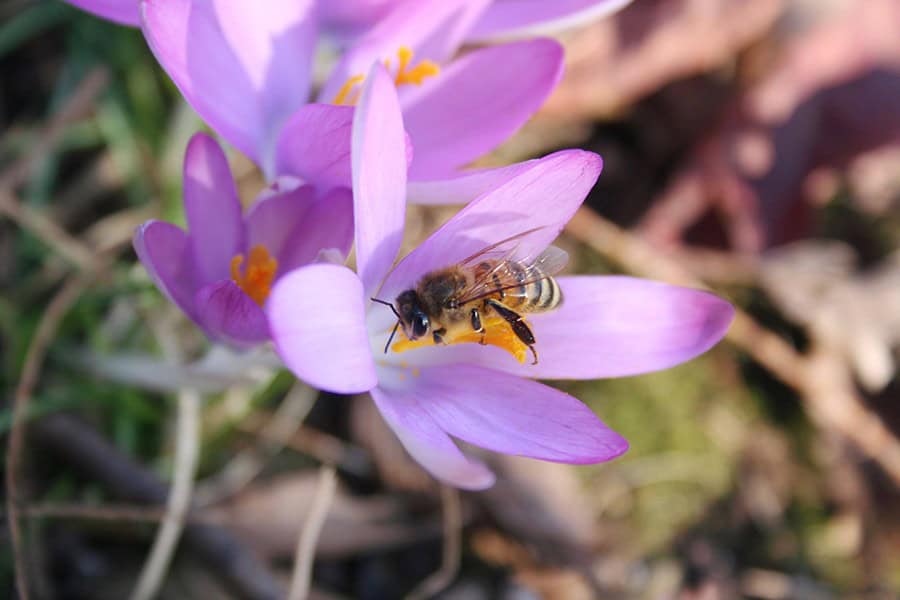 Crocuses