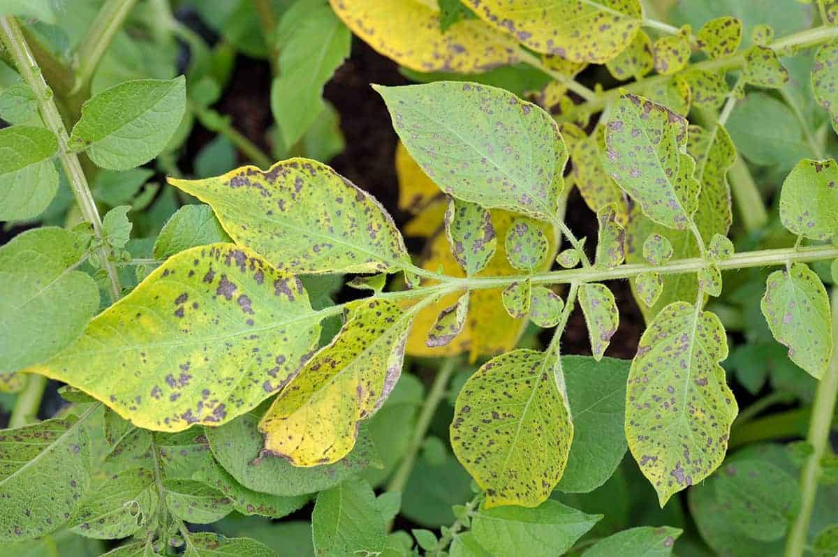 Potato Late Blight