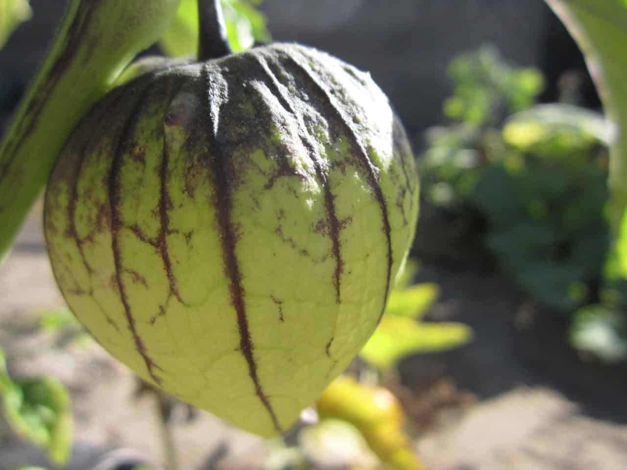 Caring for Tomatillos