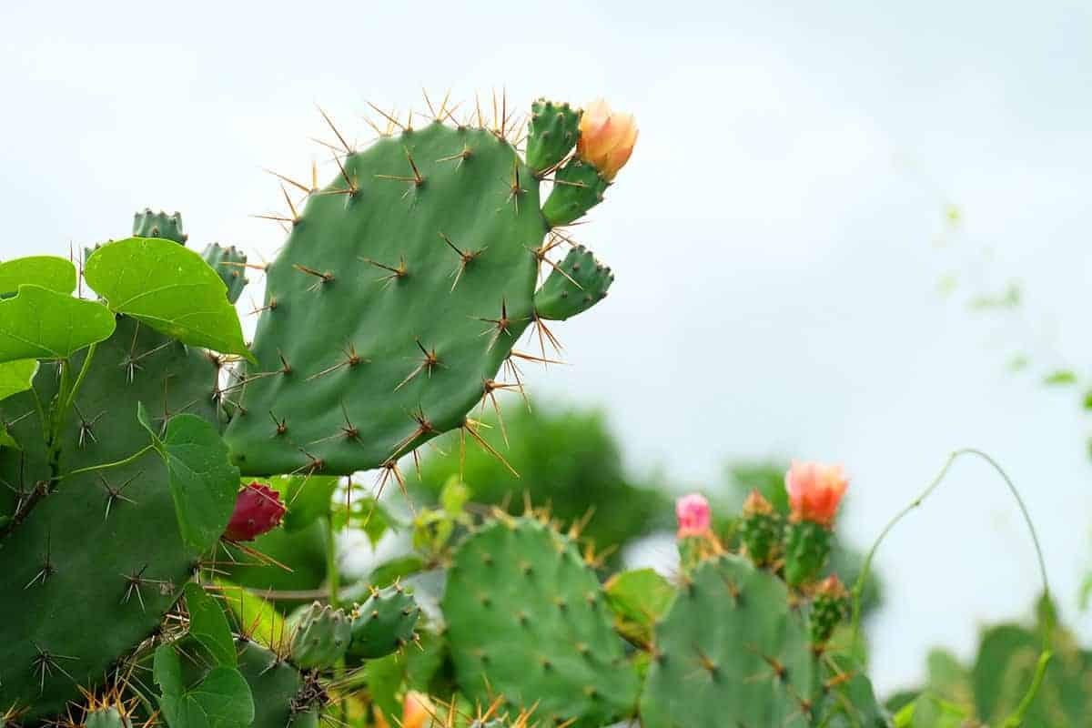 Prickly Pear Cactus