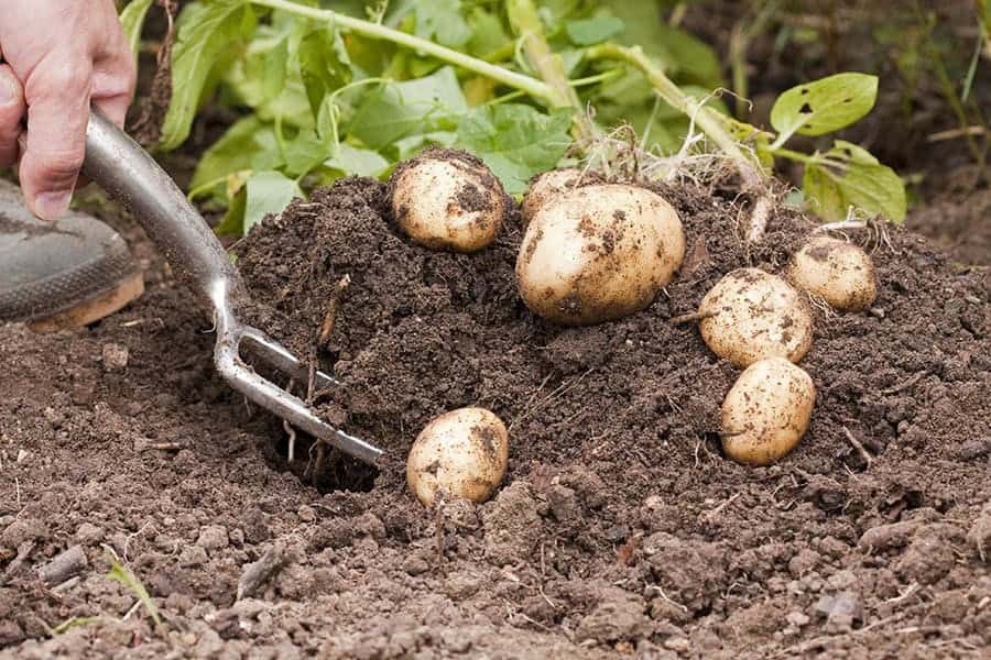 How to Harvest and Store Your Potato Crop