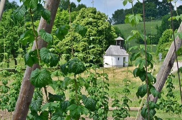 How to Care for Hops