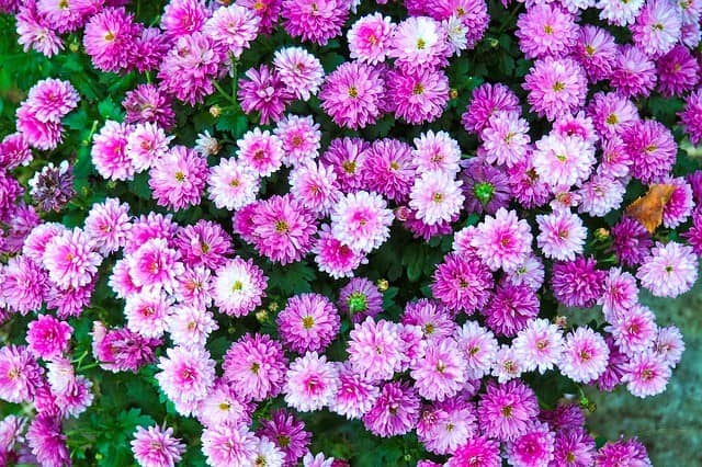 Chrysanthemum