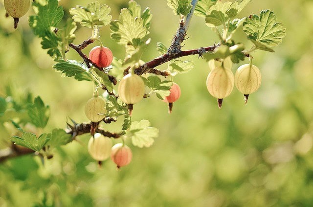 How to Plant Gooseberries